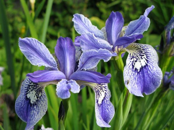 Iris clarkei hybrid:small